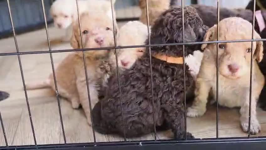 Labradoodle dogs for sale: Labradoodles Miniature/Midi Puppies Muliti Gen  - Video 1