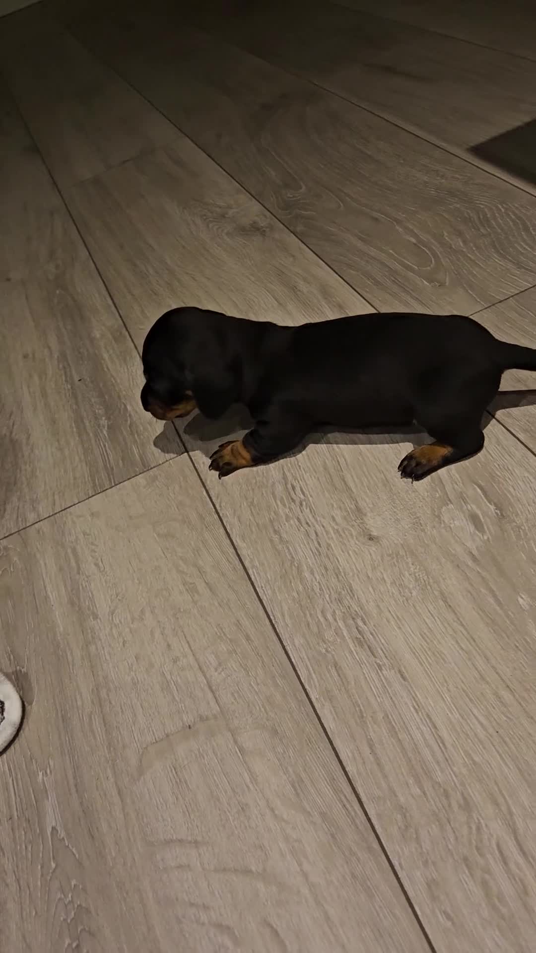 Miniature Dachshund dogs for sale: 4 male miniature dashund  - Video 2