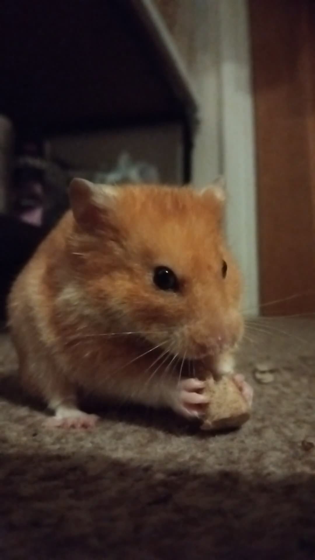 Hamster rodents for sale: 🐹 Male Syrian Hamster available for adoption 🐹 - Video 1
