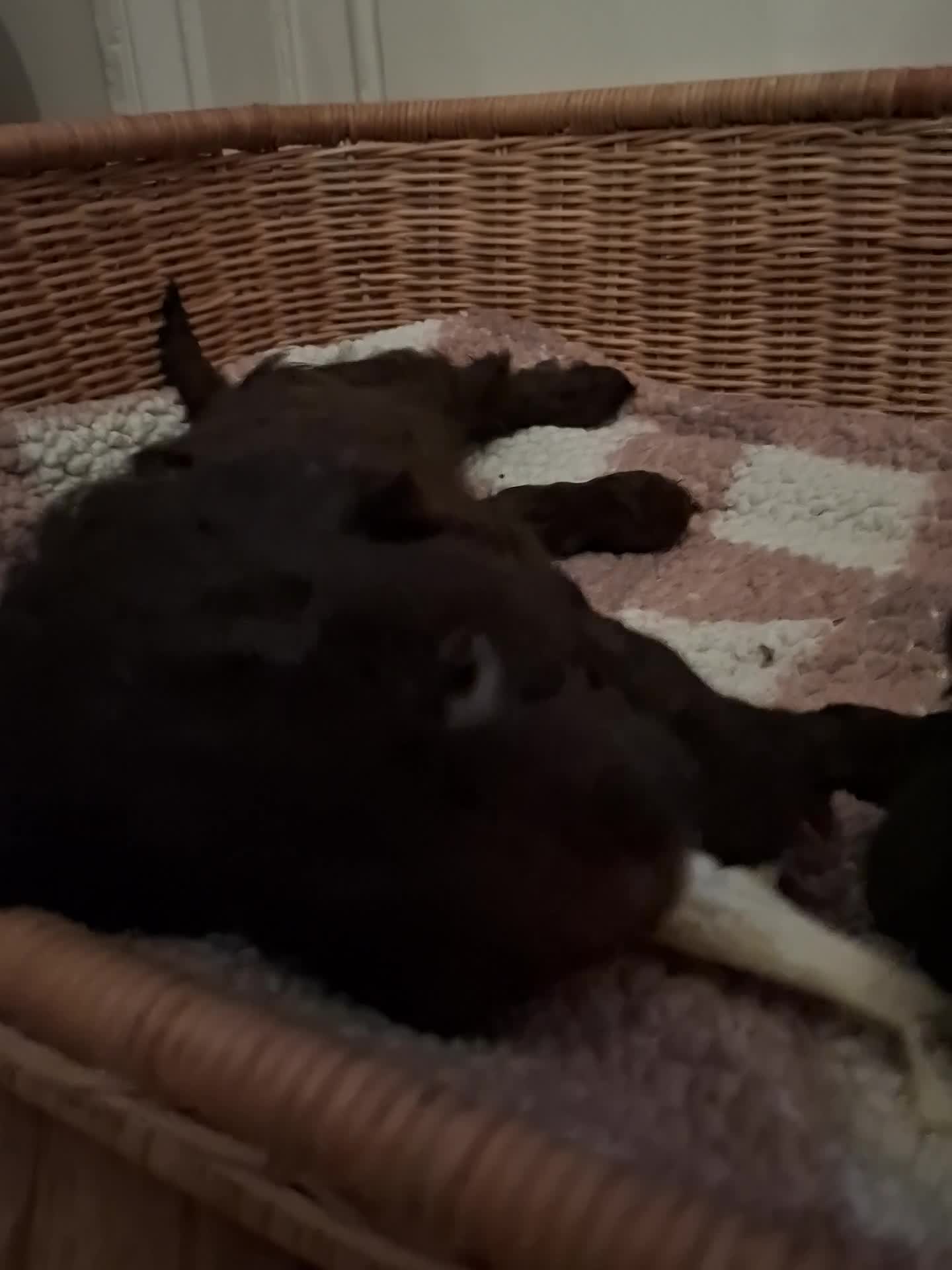 Cockapoo dogs for sale: Cockerpoos looking for forever homes - Video 2