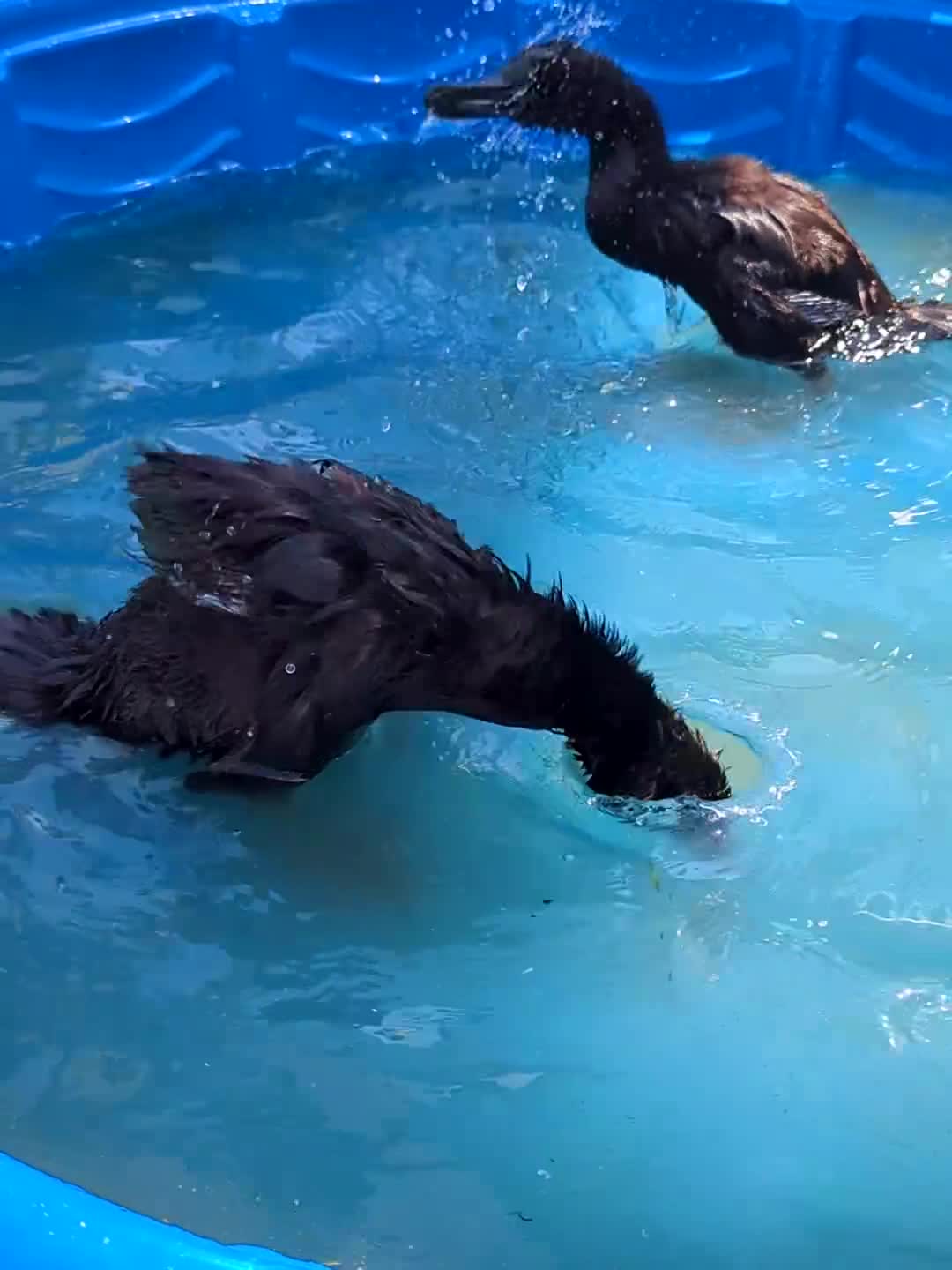 Ducks poultry for sale: East indie unsexed ducks - Video 1