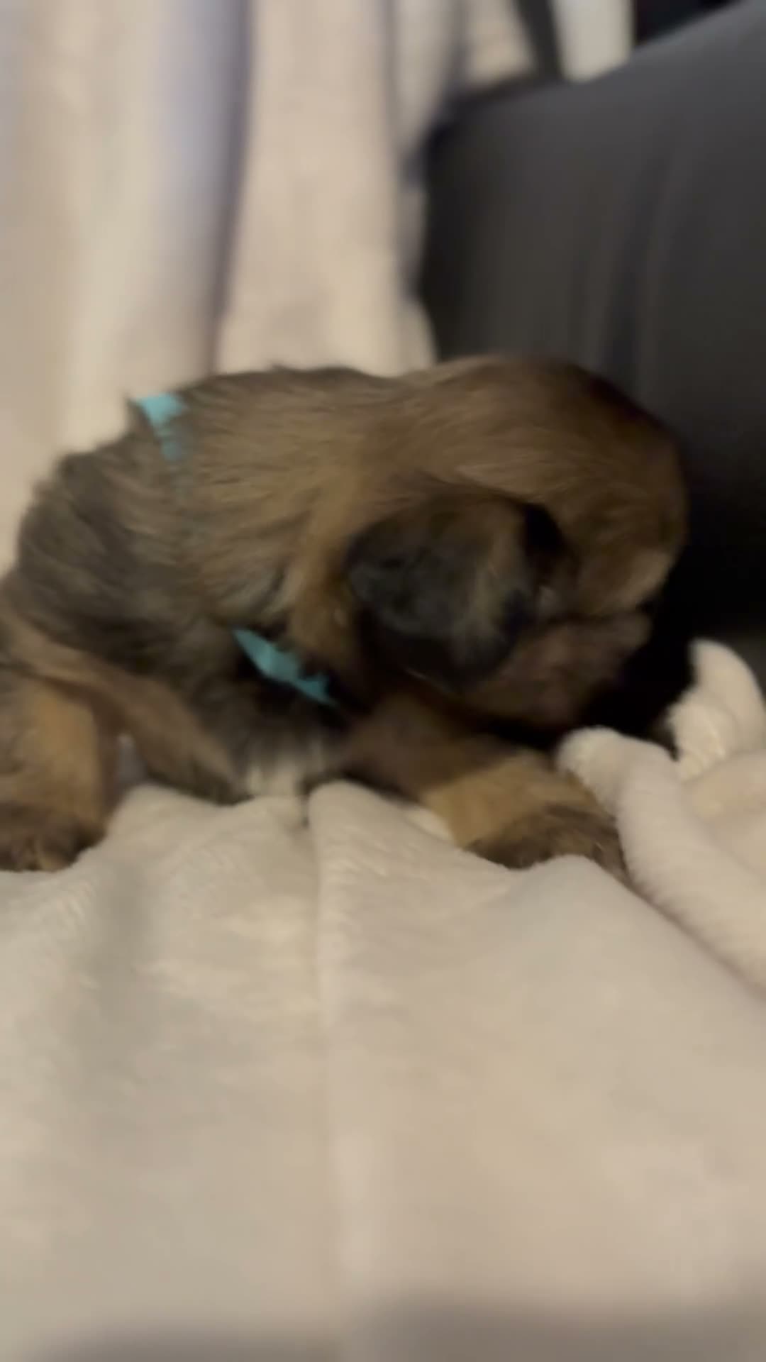 Mixed Breed dogs for sale: Beautiful chunky Lhaso Apso mix puppies - Video 5