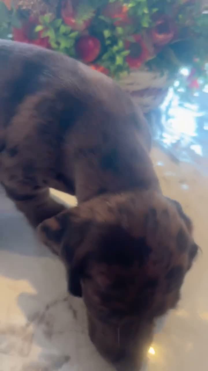 Mixed Breed dogs for sale: 8 week old dockers 4 males  - Video 5