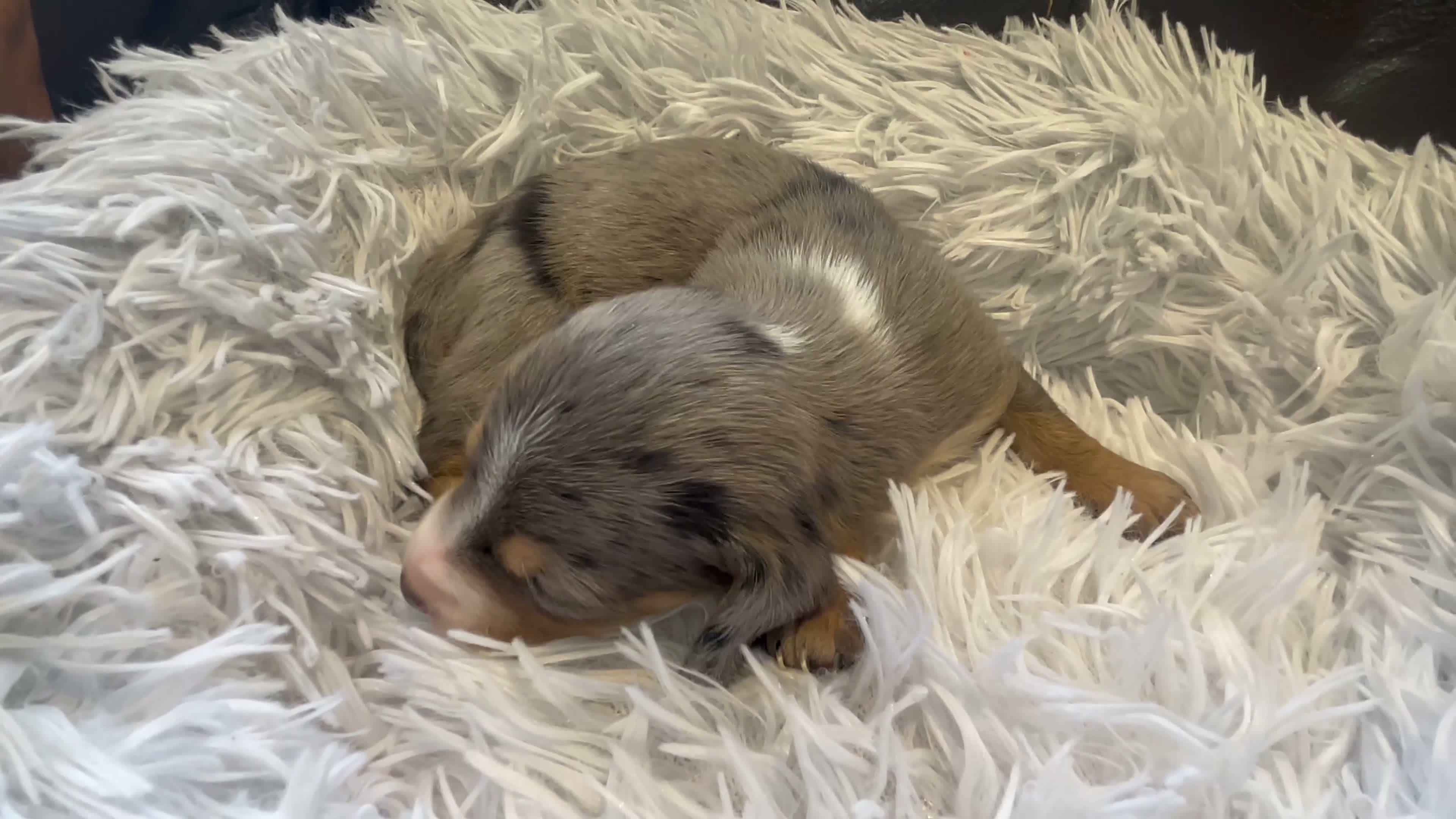 Miniature Dachshund dogs for sale: Beautiful Purebred Miniature Dachshund Puppies 🐾 - Video 3