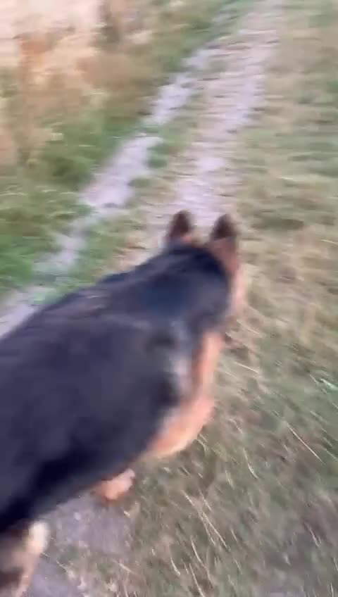 German Shepherd dogs for sale: Longhaired German Shepard  - Video 1