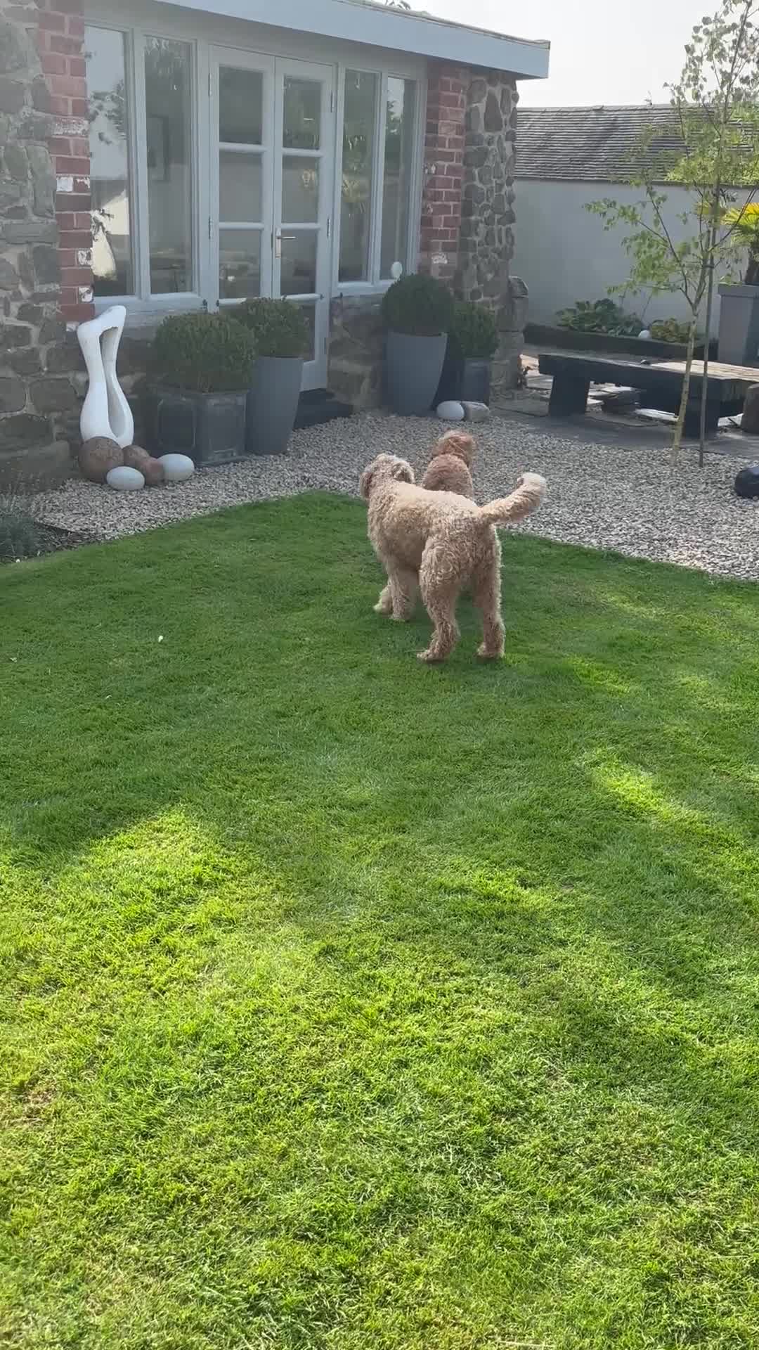 Mixed Breed dogs for sale: Beautiful Millie's Expecting DoubleDoodles - Video 1