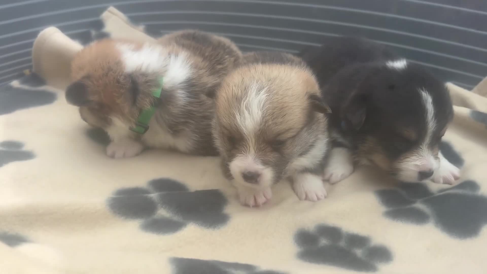Welsh Corgi Pembroke dogs for sale: Kc pembroke corgi puppies - Video 2