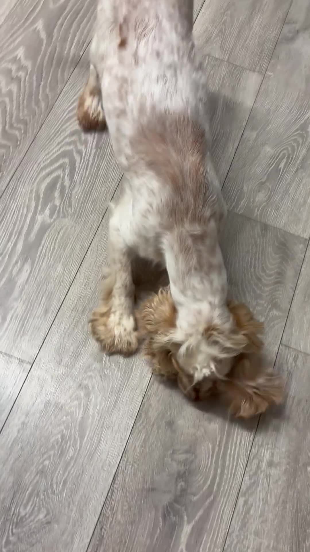 Cocker Spaniel dogs for sale: Lilly the cocker spaniel - Video 2