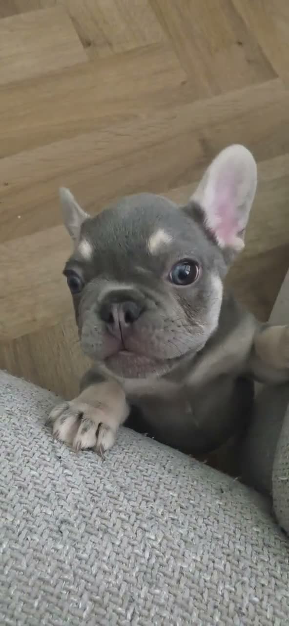 French Bulldog dogs for sale: Last Male Lilac & fawn French Bulldog - Video 2
