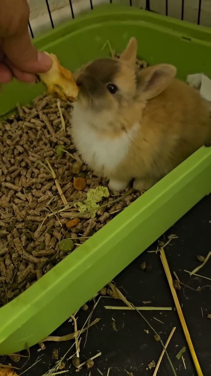 Mixed Breed rabbits for sale: They are mix rex and Dutch 💖 - Video 1