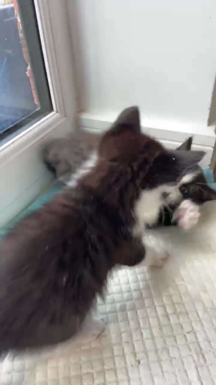 Mixed Breed cats for sale: Cute and playful kittens looking for a new home - Video 4