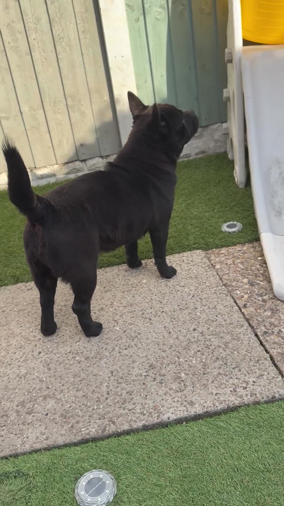 Mixed Breed dogs for sale: Frenchie X chow chow  - Video 1
