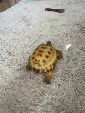Tortoise reptiles for sale: Tortoise - Video 1