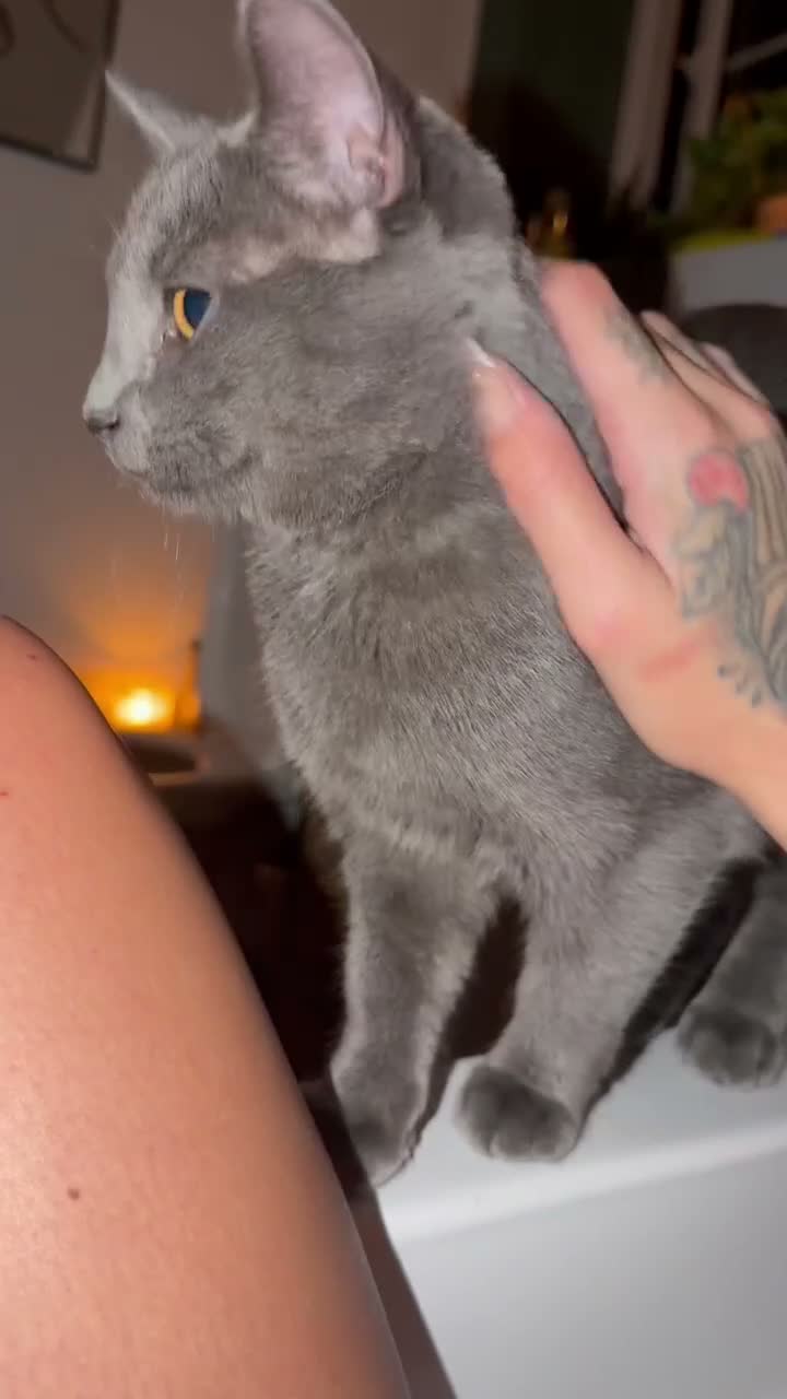 British Shorthair cats for sale: Indoor 5 month old British blue shorthair female  in Waterlooville - Video 1