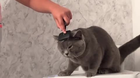 British Shorthair cats for stud: 🐈‍⬛ GIZZY THE STUD 🐈‍⬛ GCCF AND TICA REGISTERED  in Solihull - Video 2