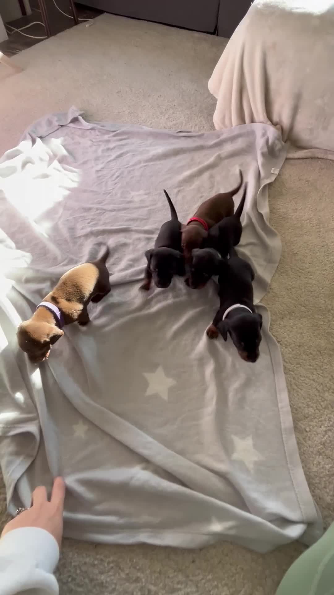Miniature Dachshund dogs for sale: Beautiful Baby Sausages - Video 2