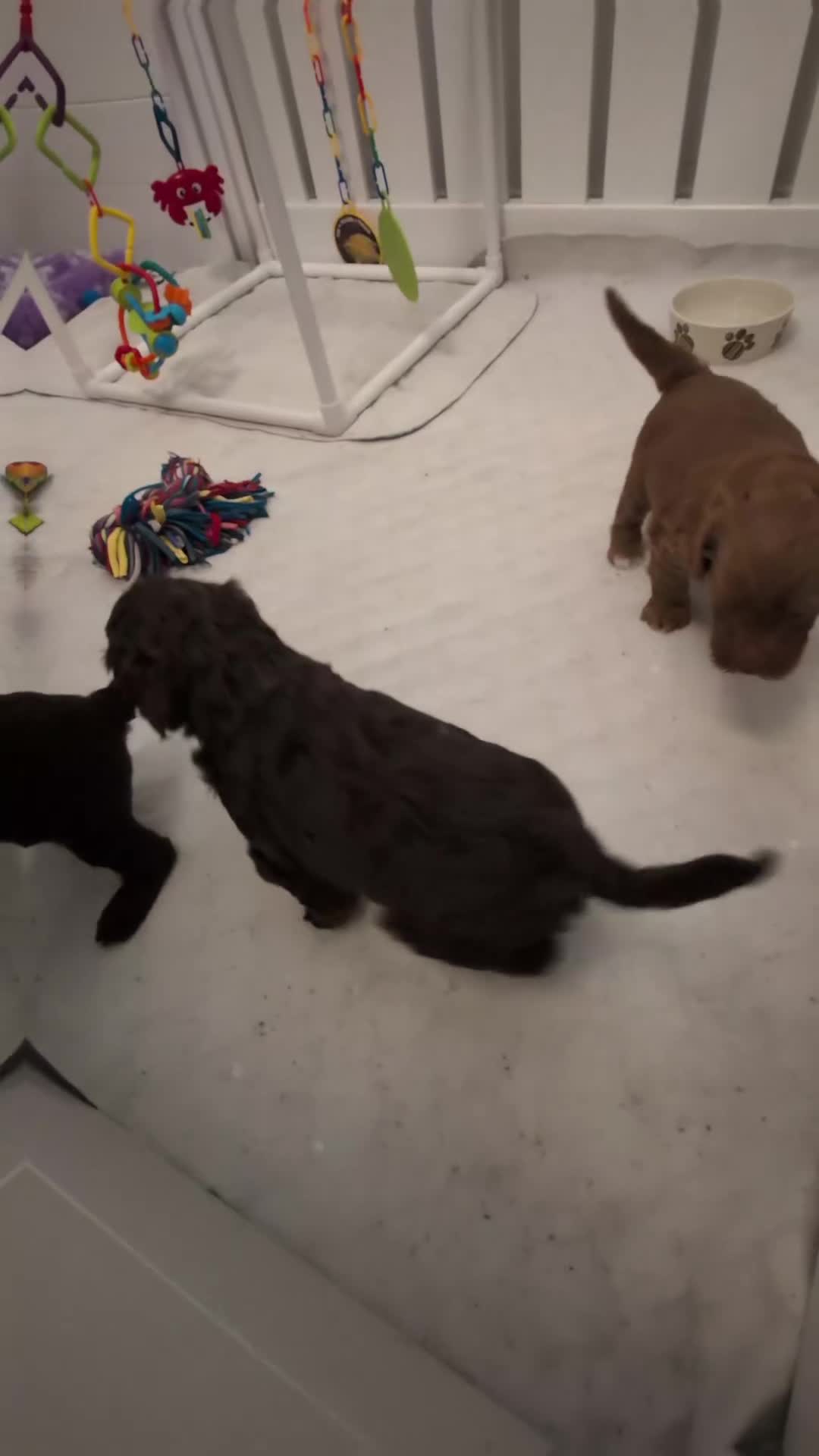 Australian Labradoodle dogs for sale: One Australian Labradoodle male puppy available  in Inverness - Video 1