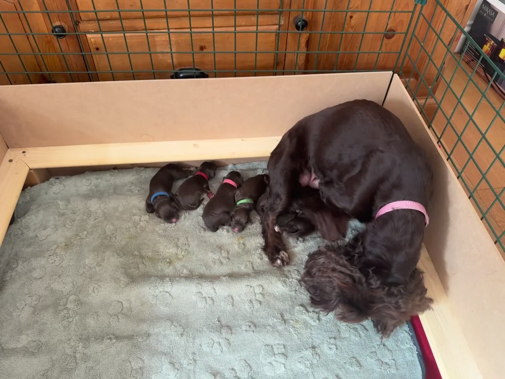 Cocker Spaniel dogs for sale: Stunning working cocker spaniels puppies  - Video 1
