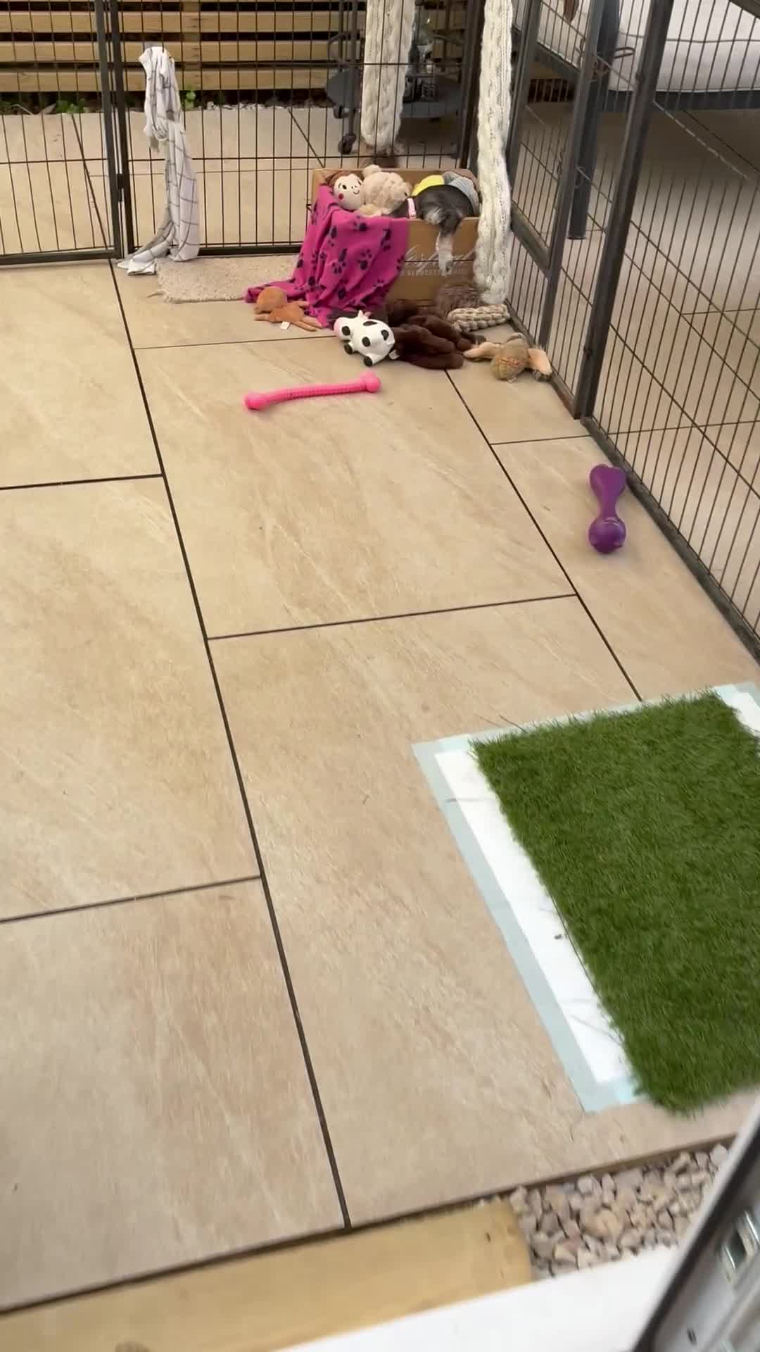 Miniature Schnauzer dogs for sale: KC Pedigree Miniature Schnauzer Pups *READY TO GO* - Video 5