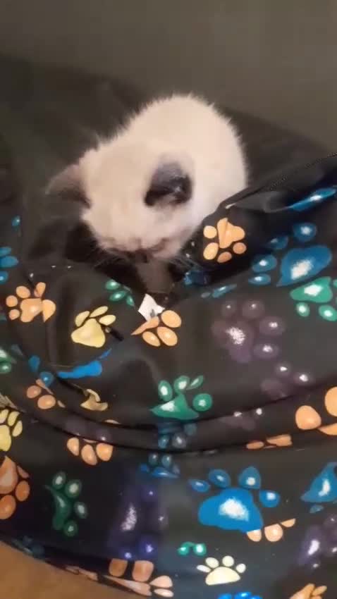 British Shorthair cats for sale: British shorthair kittens - Video 3