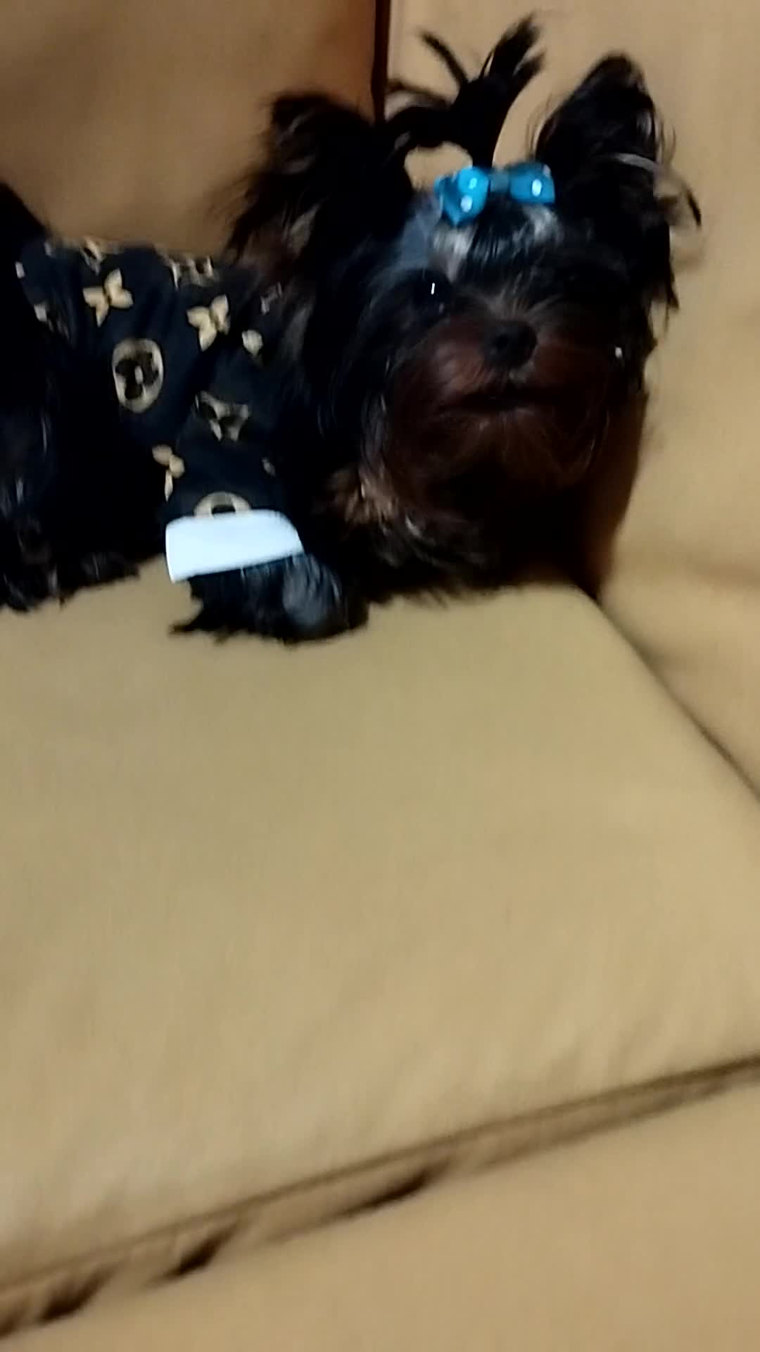 Yorkshire Terrier dogs for sale: 💝💝💝Both sides many champions 💝💝💝 in Leeds - Video 2