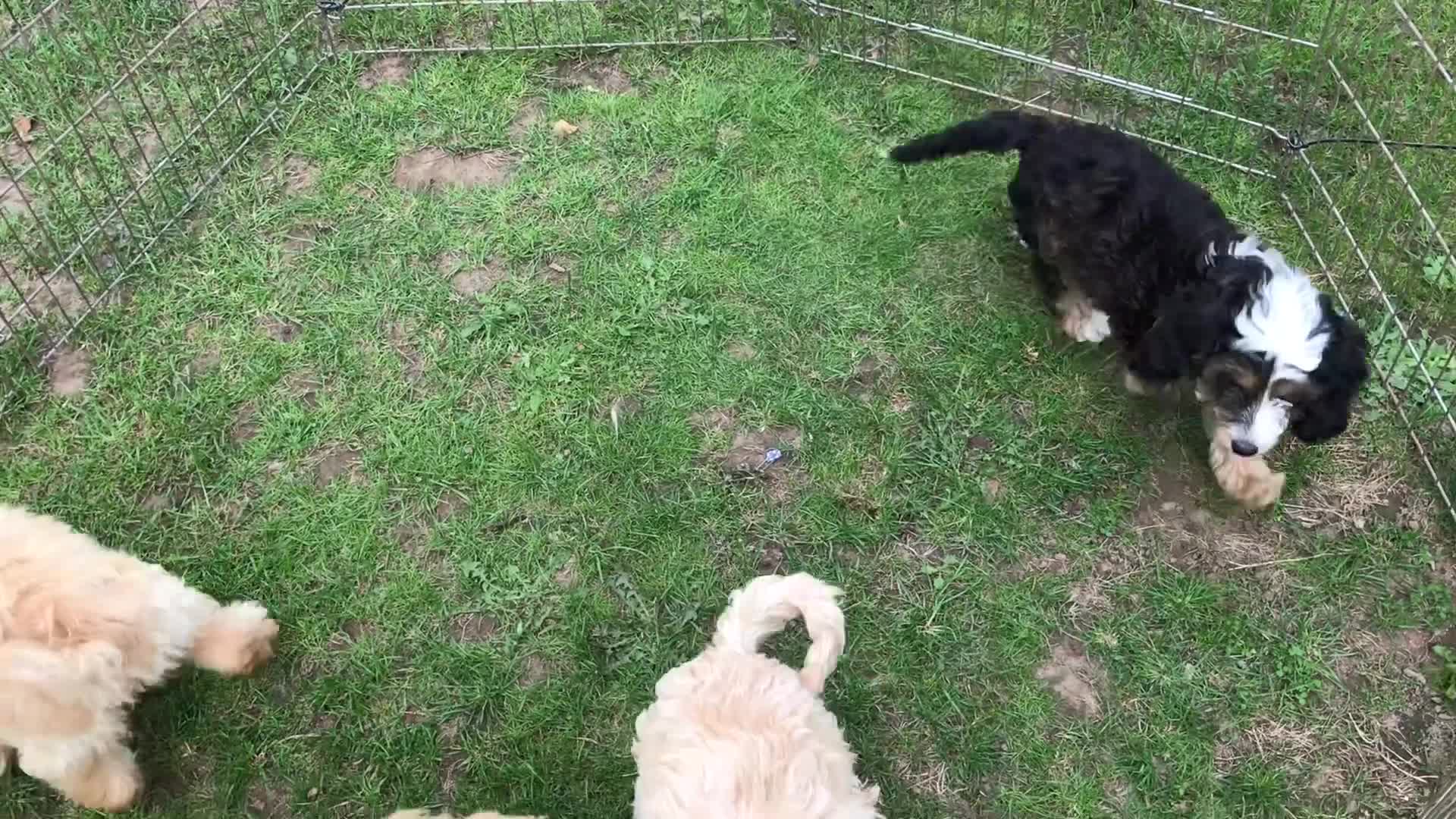 Cockapoo dogs for sale: Quality cockapoo pups  - Video 1