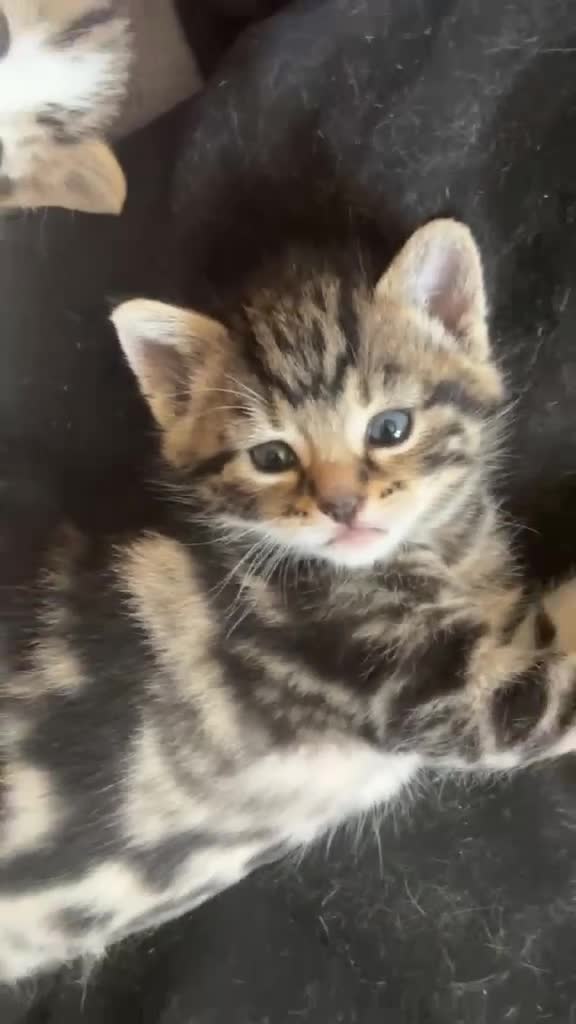 Mixed Breed cats for sale: 2 sisters looking to be rehomed together  in Romford - Video 1