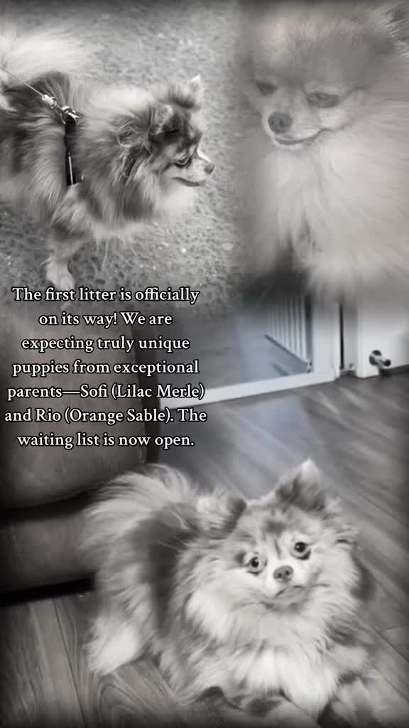 Pomeranian dogs for stud: Rio the adorable  Teddy Bear  .Ready to impress!! in Oldham - Video 2