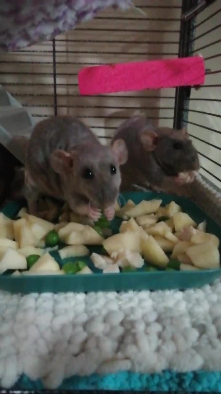 Rat rodents for sale: 4 hairless female rats  - Video 1