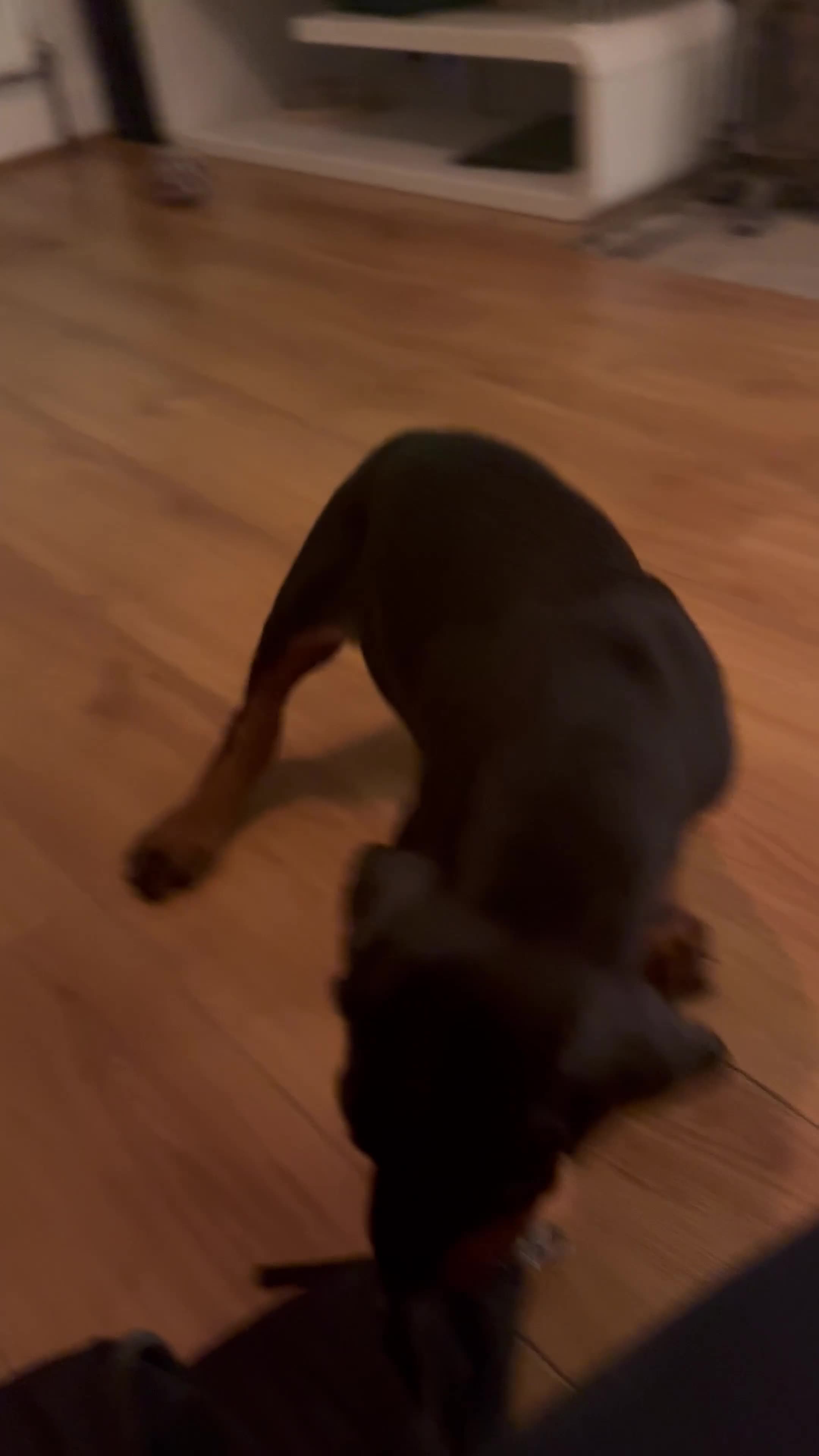 Dobermann dogs for sale: 10 Week Doberman Puppy Microchipped & Vaccinated - Video 1