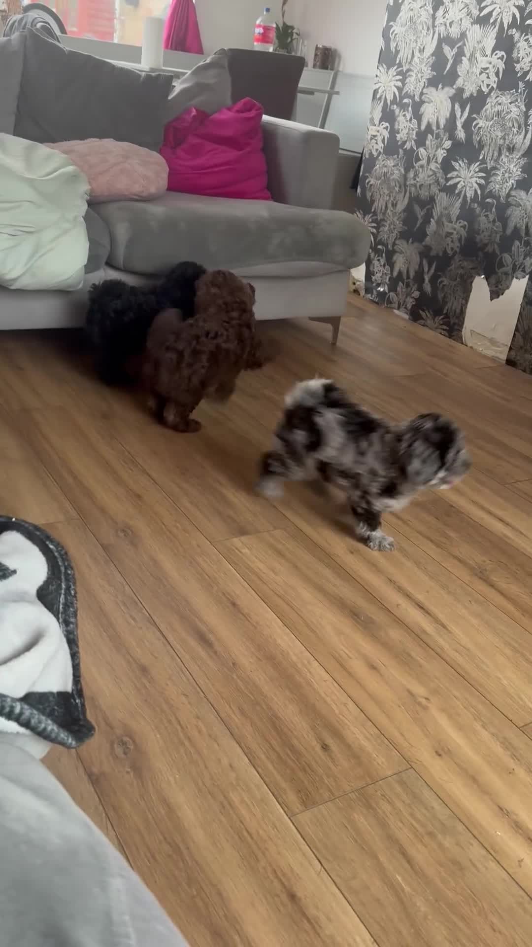 Shihpoo dogs for sale: Ready now Stunning Shihpoo puppies - Video 2