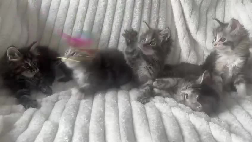 Ragcoon cats for sale: Gorgeous Mainecoon x Ragdoll kittens  - Video 1