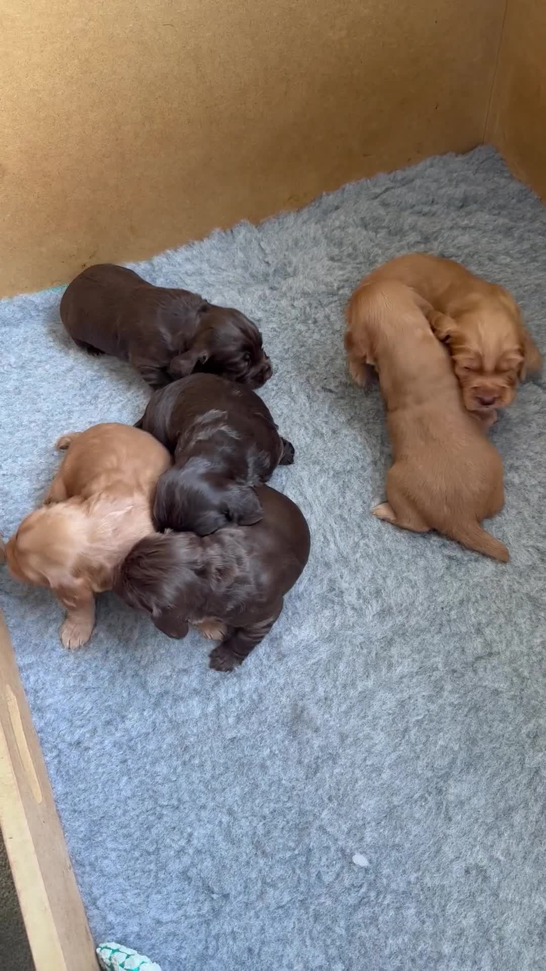 Cocker Spaniel dogs for sale: Kc registered Working cocker spaniel pups - Video 1