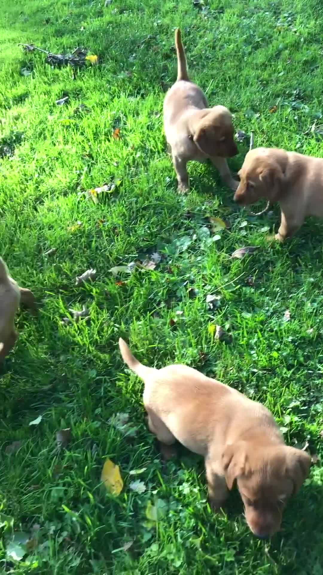 Goldador dogs for sale: Chunky red Goldadors, ready now  - Video 2