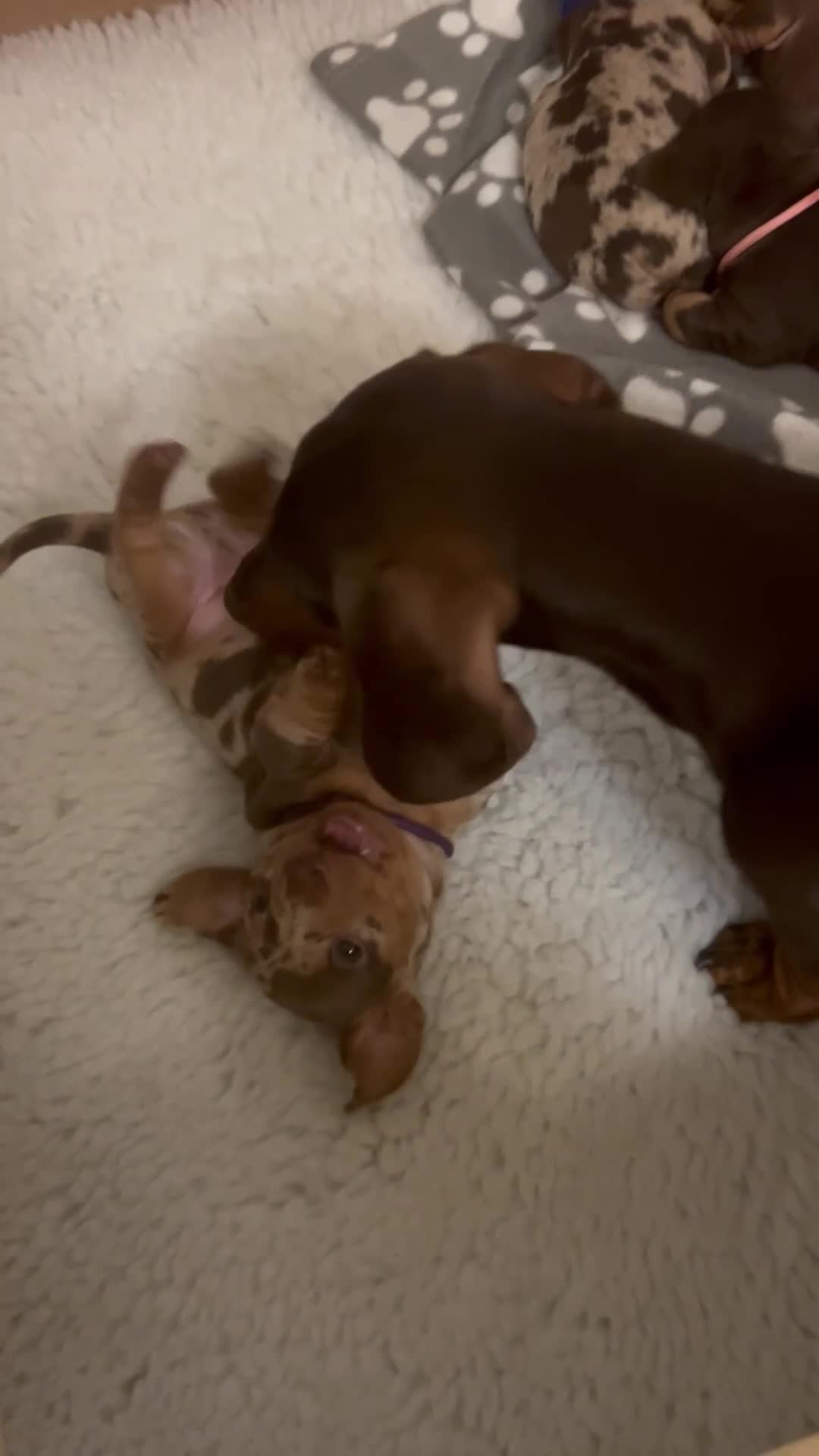 Miniature Dachshund dogs for sale: KC Miniature Dachshund puppies for sale  in Colchester - Video 1