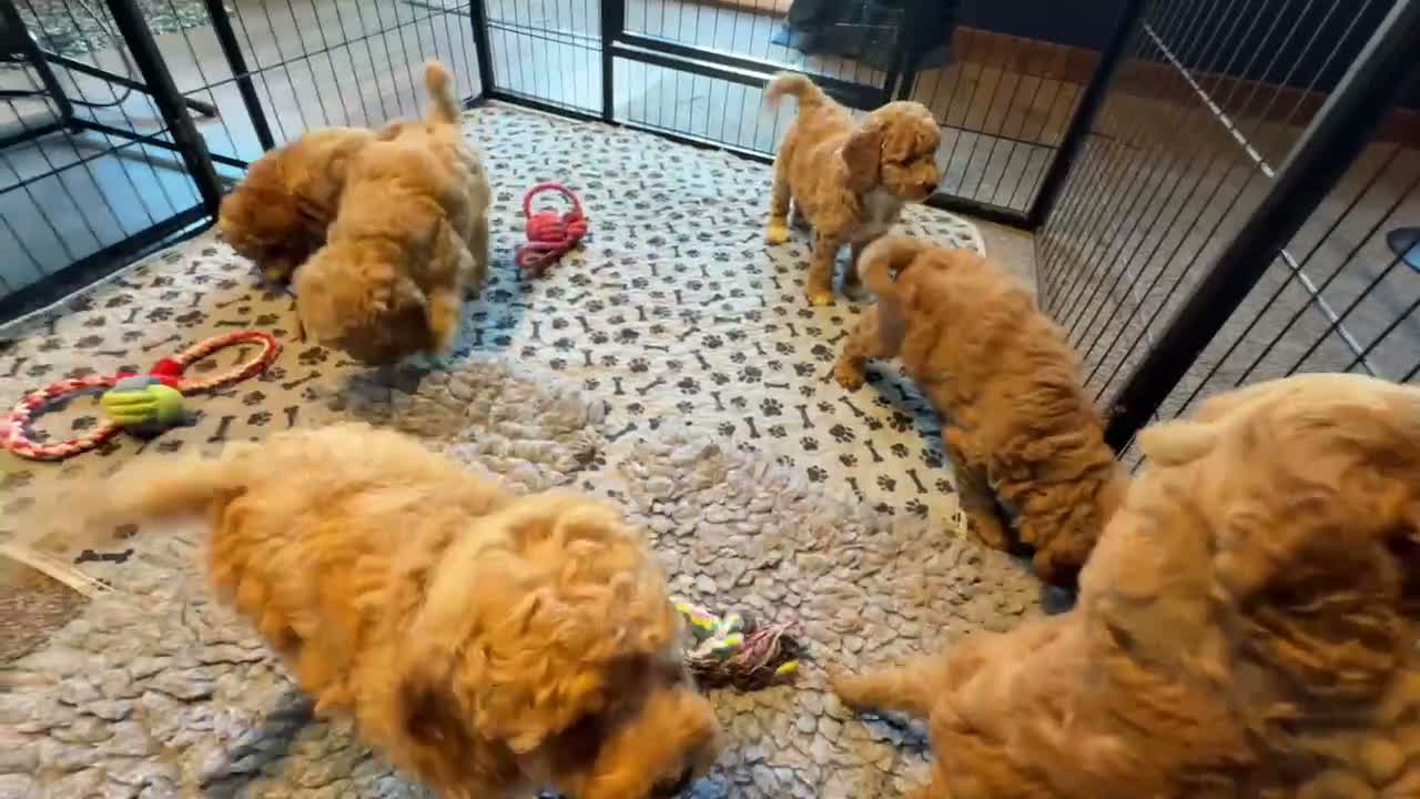Cockapoo dogs for sale: Fully Health Tested, Show-Type Cockapoo Puppies - Video 1