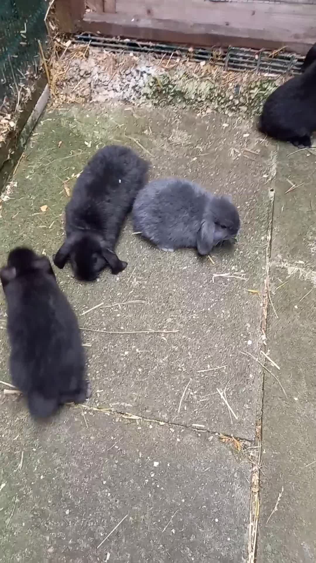 Mini Lop rabbits for sale: Mini lop/plush lop babies - Video 4