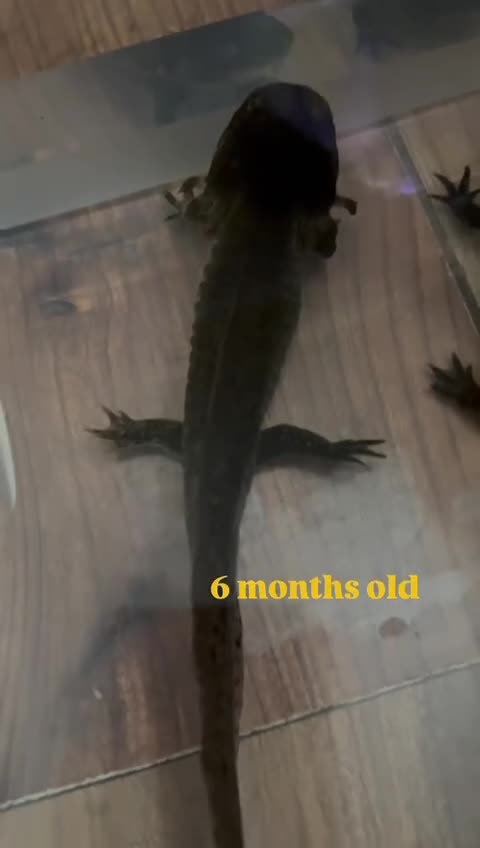 Axolotl reptiles for sale: Axolotl's looking for homes  - Video 2