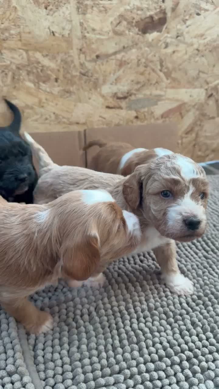 Cockapoo dogs for sale: Beautiful F1b Cockapoo Puppies – Caernarfon - Video 2