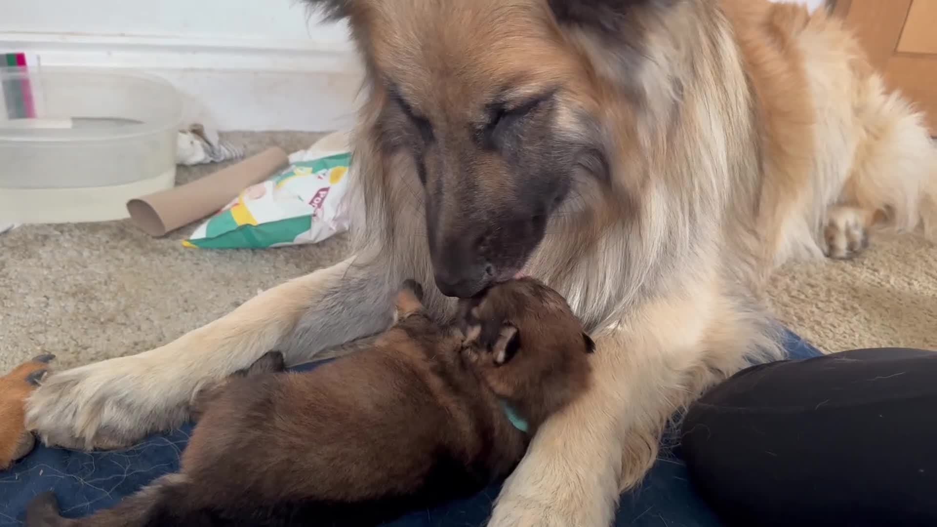 Mixed Breed dogs for sale: Beautiful Inca & handsome Nanuq PUPDATE x2  - Video 2