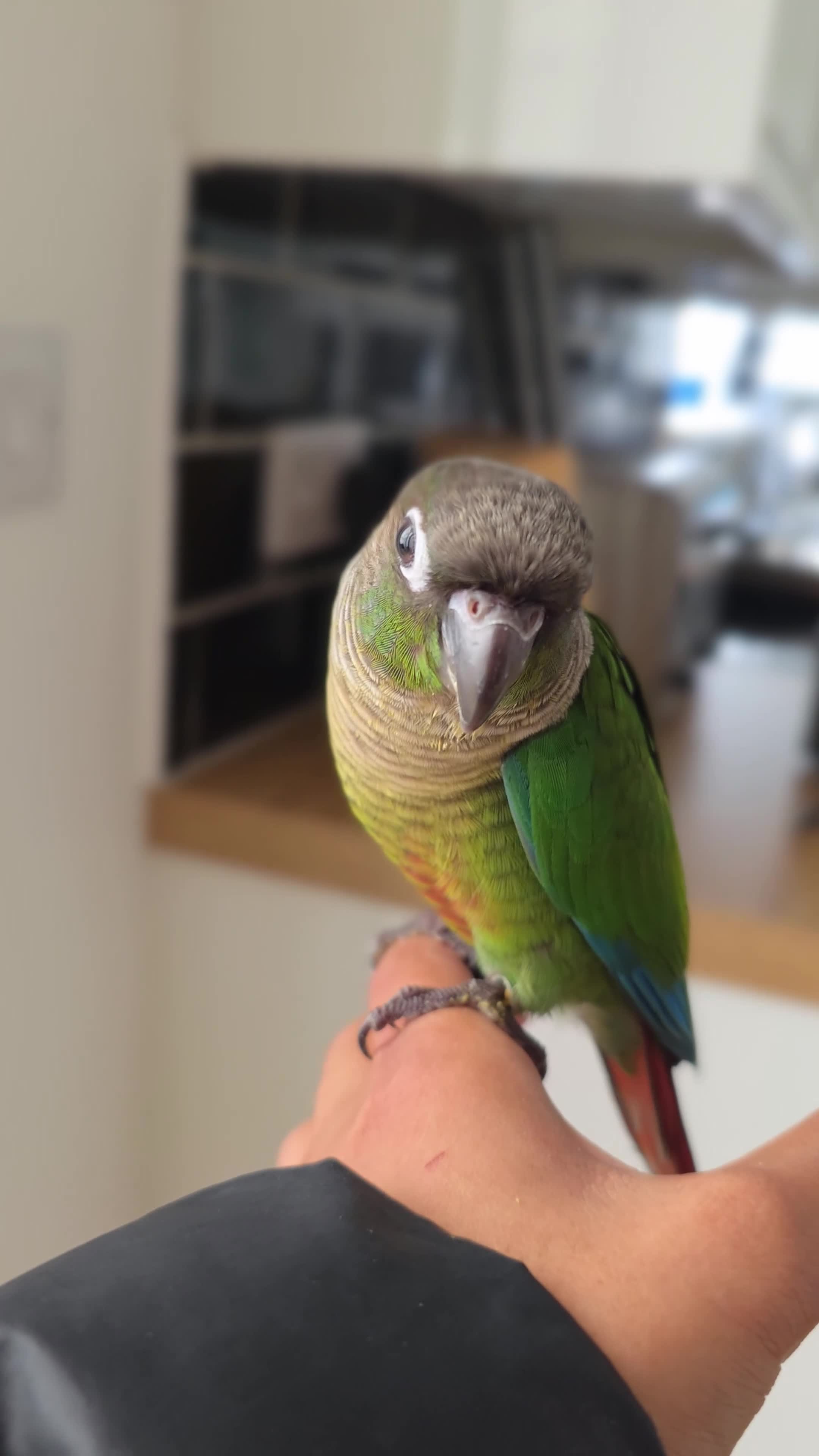 Parrots birds for sale: Handreared Baby Green Cheek Tame Conures  - Video 5