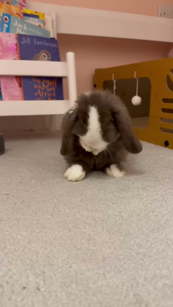 Mini Lop rabbits for sale: 2 tiny pedigree mini lops 💖 - Video 2