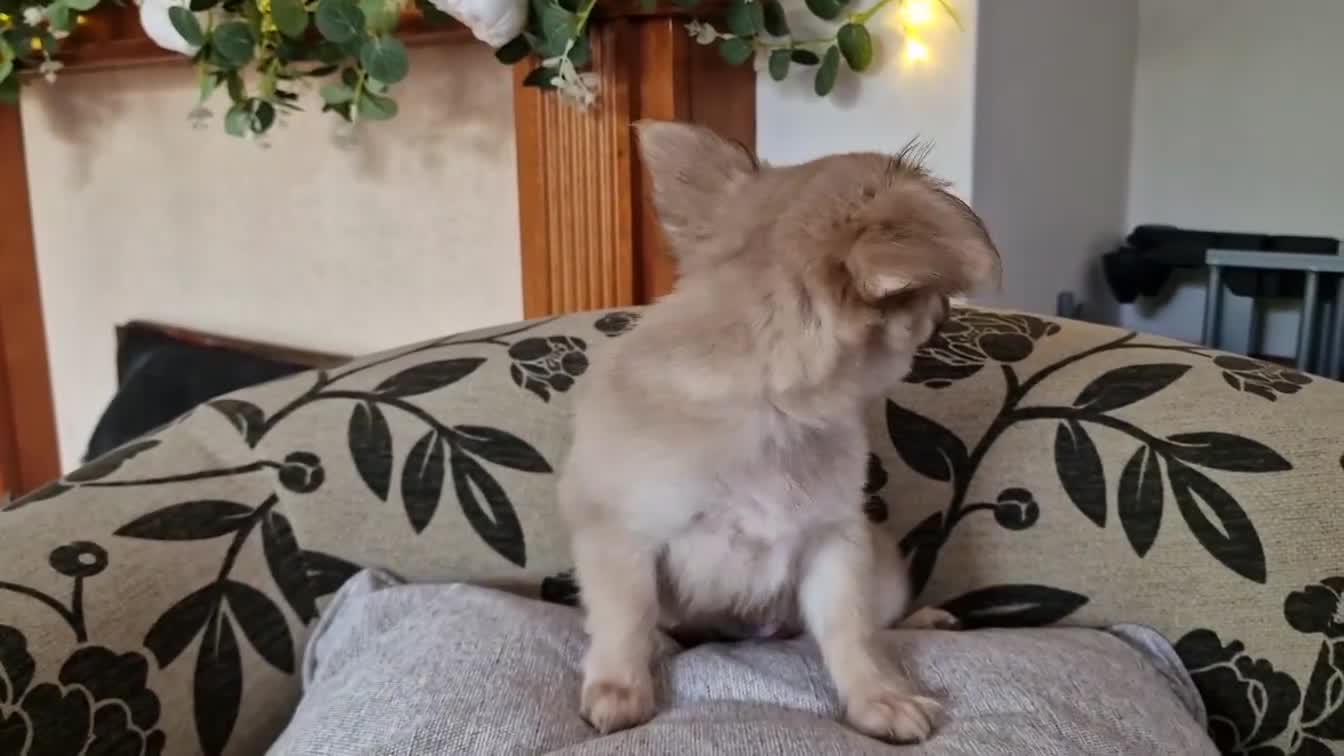 Chihuahua dogs for sale: REDUCED Chihuahua Puppies READY NOW - Video 5