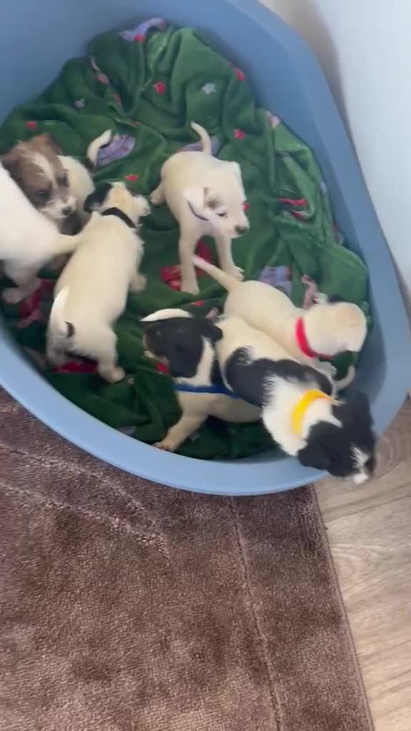 Parson Russell dogs for sale: 7 working parson terrier pups  - Video 2