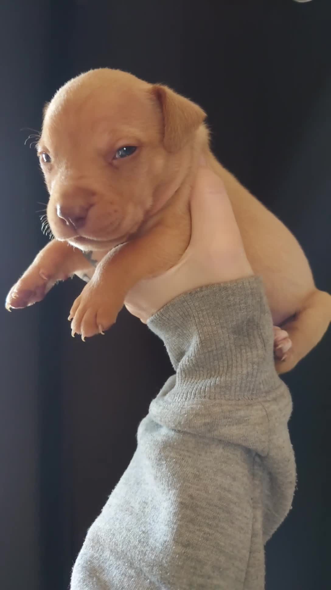 American Bull Staffy dogs for sale: 🐾 American Bull staffys – Born  **  Day  **  - Video 2