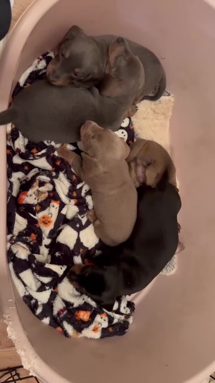 Miniature Dachshund dogs for sale: Miniature Dachshund Puppies in Bridlington - Video 1