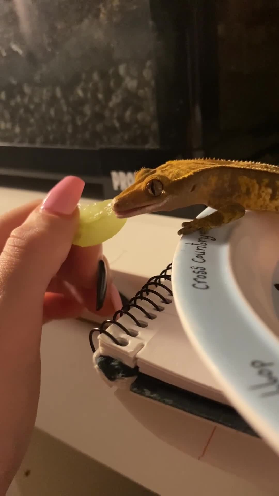 Gecko reptiles for sale: Cream crested gecko  - Video 1
