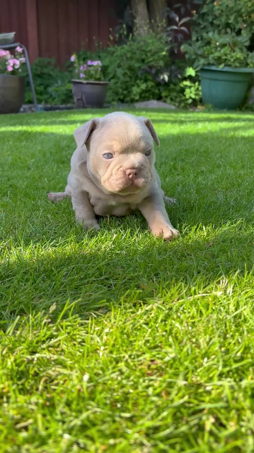 French Bulldog dogs for sale: **REDUCED**RAINBOW LITTER FRENCH BULLDOGS - Video 2
