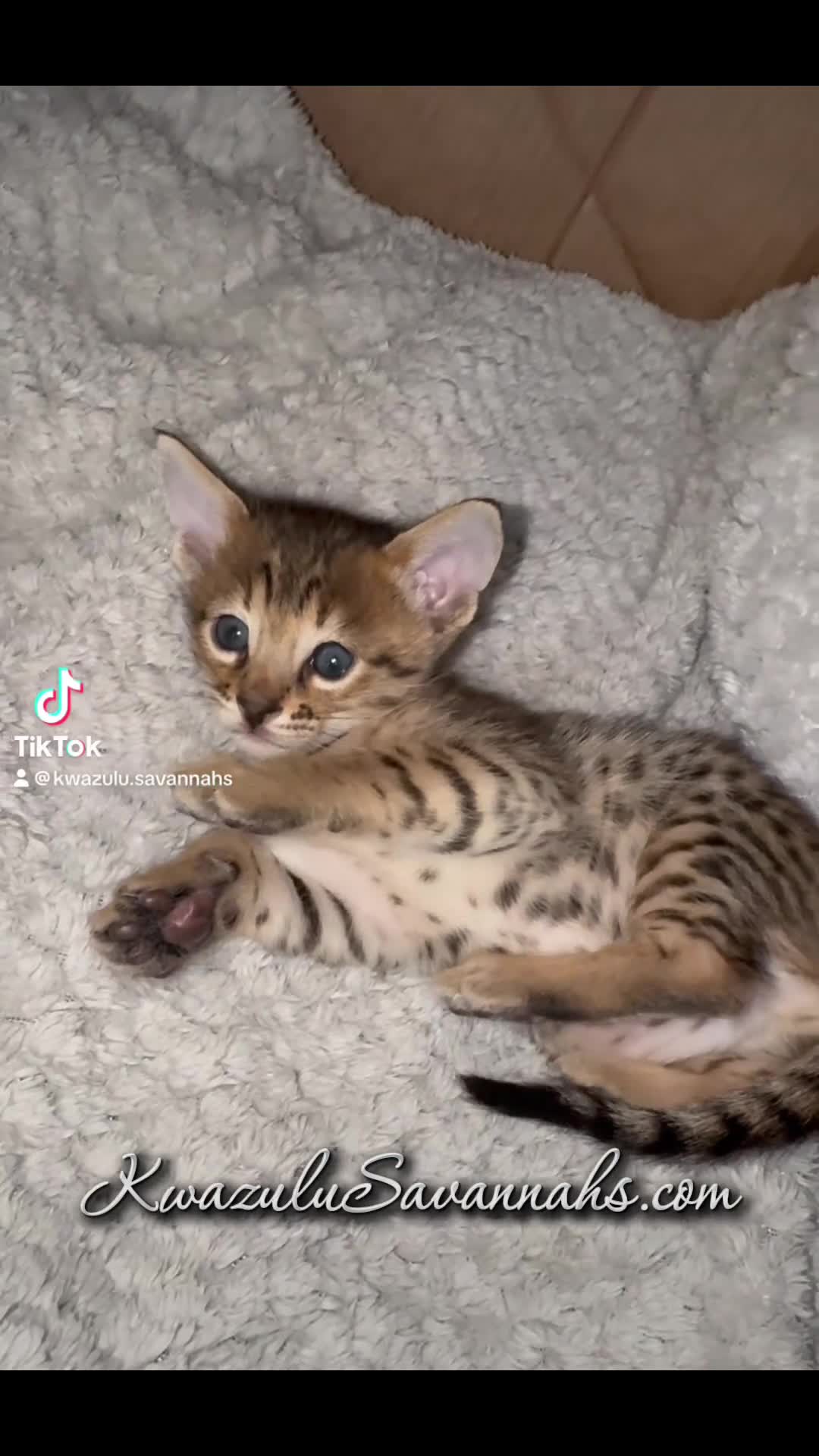 Savannah cats for sale: Excellent Quality Tica Registered Purebred kittens - Video 5