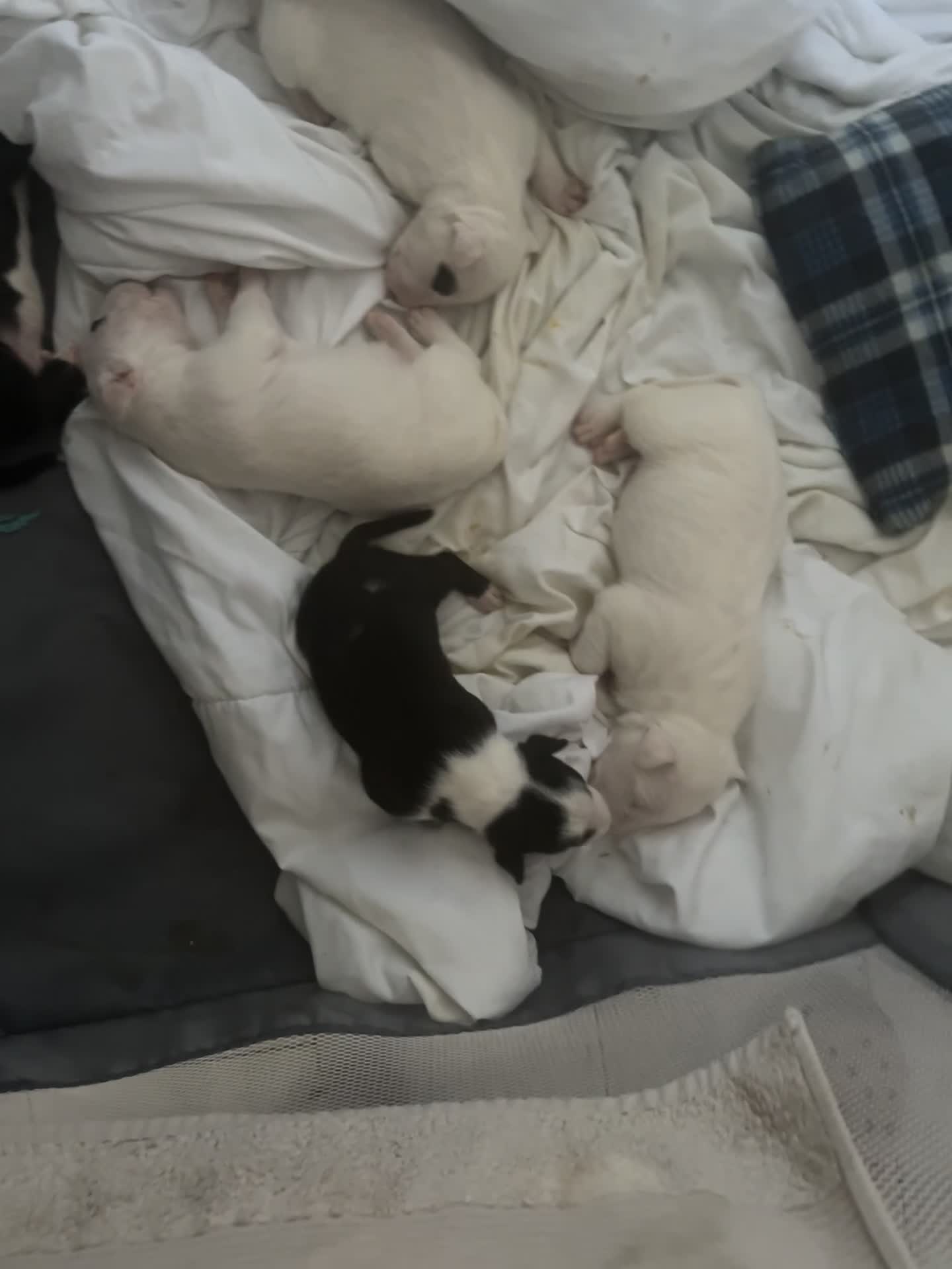 Bull Terrier dogs for sale: Bull Terrier Puppies - Video 1